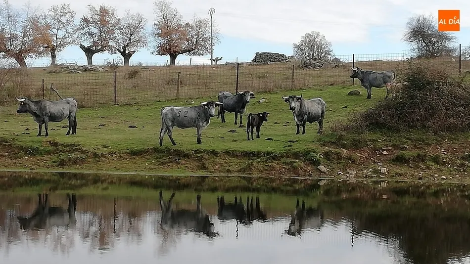El vacuno vuelve a respirar tras una nueva subida de precios para vida y para sacrificio