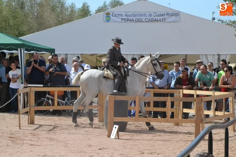 Concedida a Ciudad Rodrigo la organización del Campeonato de España de Equitación de Trabajo  