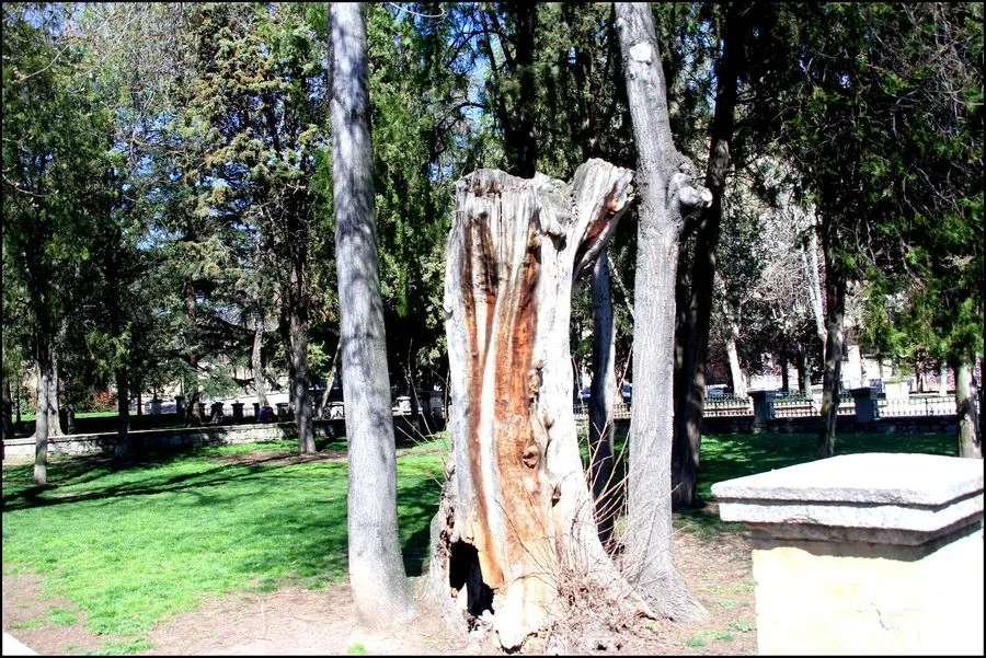 Foto 9 - El parque de San Francisco