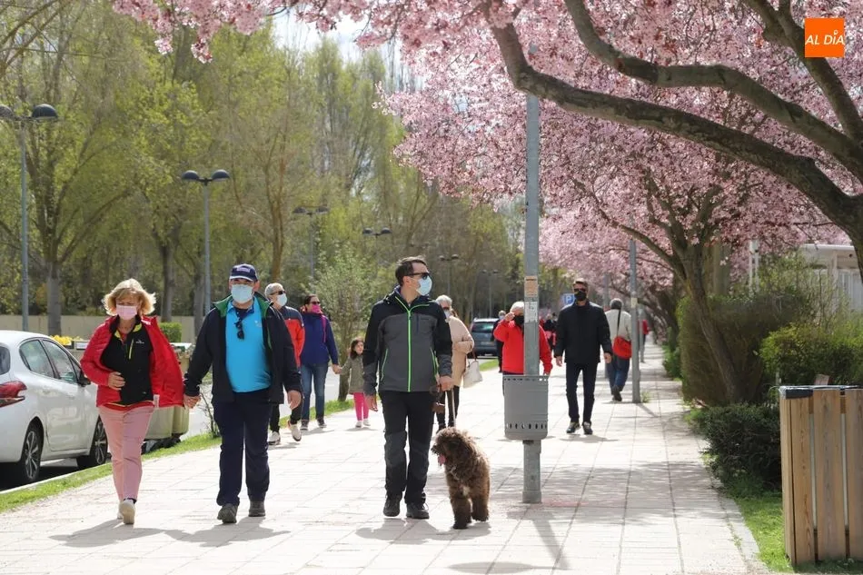 Los almendros en flor anticipan la llegada de la primavera en Salamanca - Lydia González