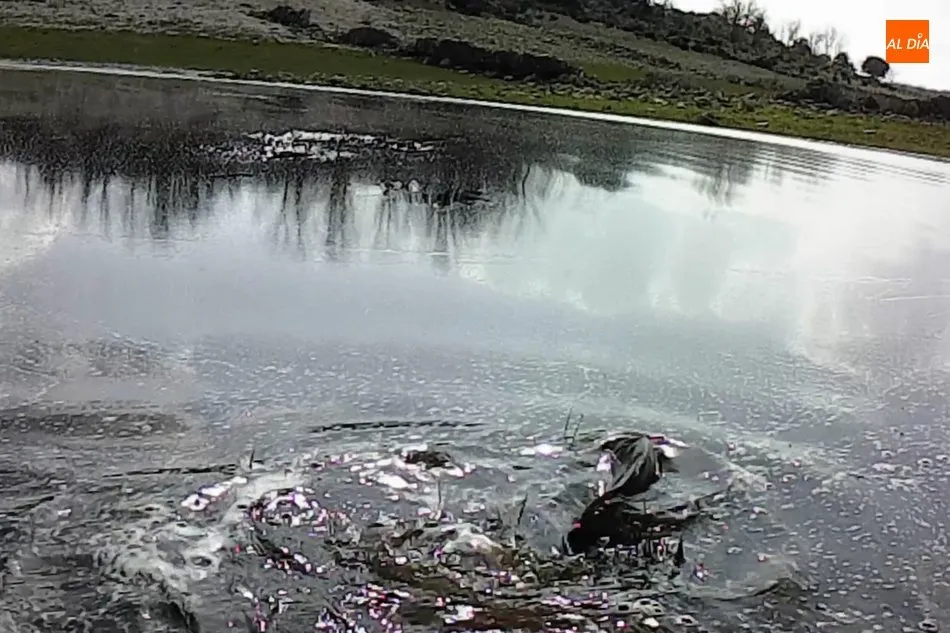 Primeras carpas a mosca de la temporada 2021 en el embalse de Almendra  