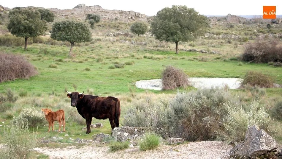 El vacuno de vida vuelve a cotizar al alza con las medidas de flexibilización del covid / CORRAL