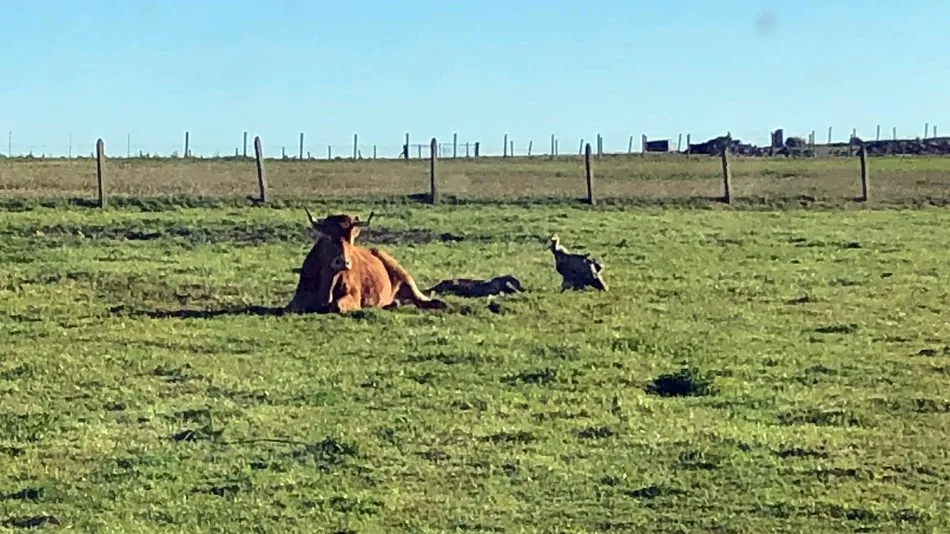 Como se puede apreciar en el vídeo, el ternero estaba aún vivo cuando llegó el ganadero