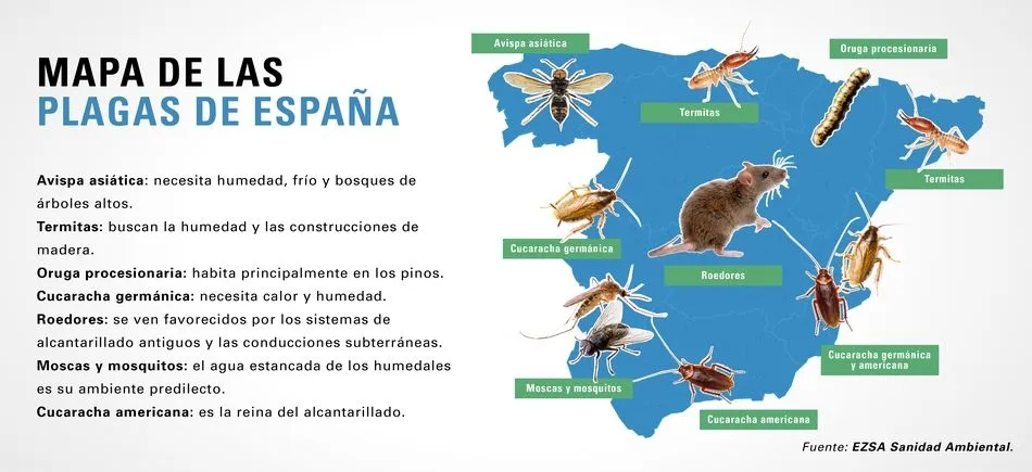 Foto 2 - Roedores, cucarachas y termitas, los hu&eacute;spedes indeseados m&aacute;s presentes en Castilla y Le&oacute;n&nbsp;  
