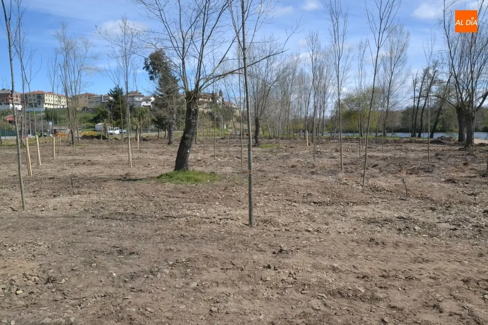 Foto 5 - Prosiguen los trabajos de renovaci&oacute;n de la Alameda con las obras para llevar el agua para el riego ...