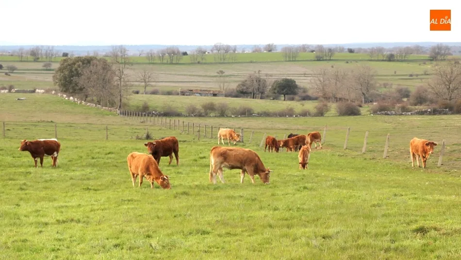 El vacuno cotiza al alza, tanto en cebo como en sacrificio, en esta ocasión con 6 euros más por cabeza / CORRAL