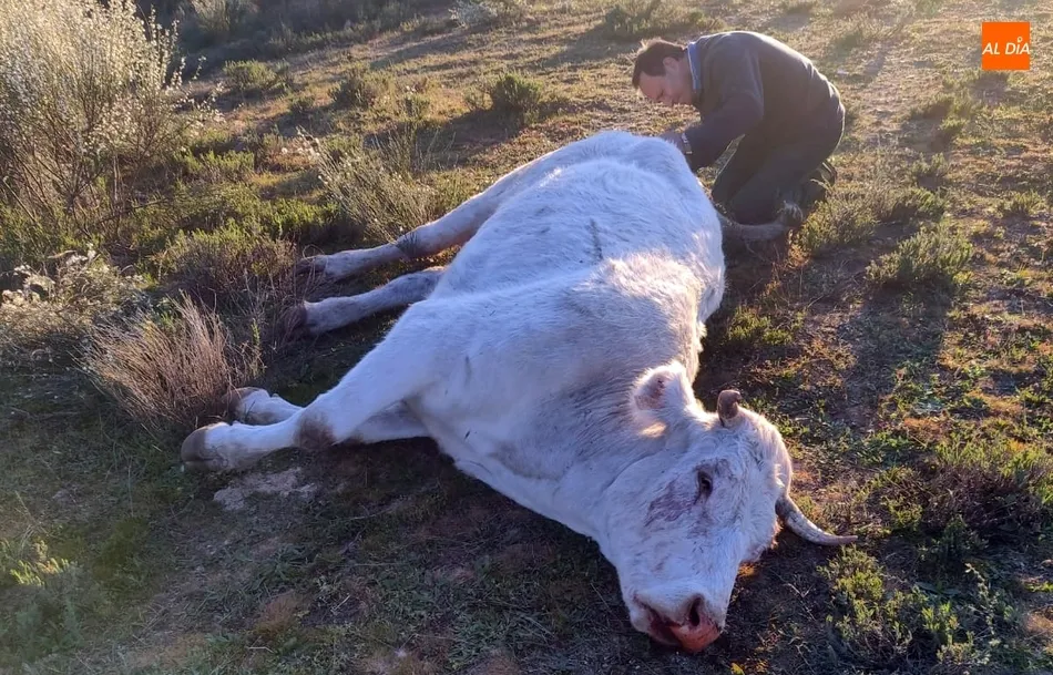 El jueves pasado tenía lugar un ataque en San Felices de los Gallegos con el mismo resultado, y el viernes se reproducían los hechos en Vilvestre