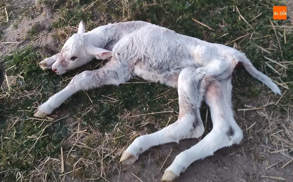 Foto 2 - El drama de los ataques de buitres al ganado se traslada a Vilvestre  