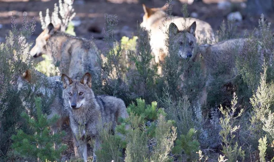 La Junta suplica al Gobierno hablar sobre el lobo y no perjudicar decenas de años de gestión...