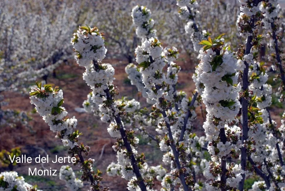Foto 11 - La floraci&oacute;n del cerezo en el Valle del Jerte llega puntual a su cita de cada primavera