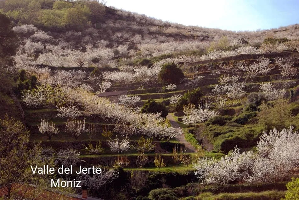 Foto 10 - La floraci&oacute;n del cerezo en el Valle del Jerte llega puntual a su cita de cada primavera
