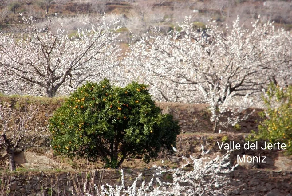 Foto 9 - La floraci&oacute;n del cerezo en el Valle del Jerte llega puntual a su cita de cada primavera