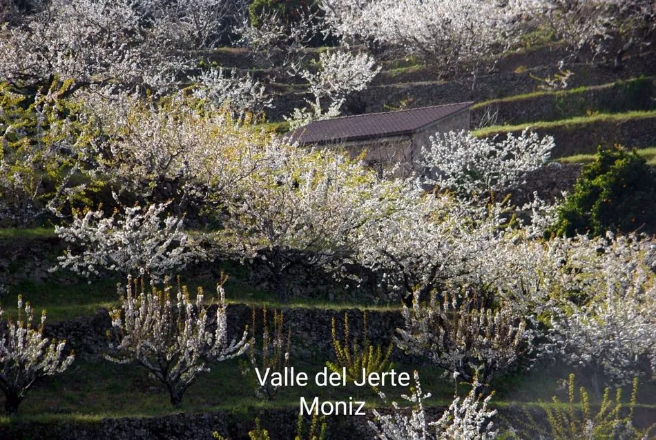 Foto 8 - La floraci&oacute;n del cerezo en el Valle del Jerte llega puntual a su cita de cada primavera