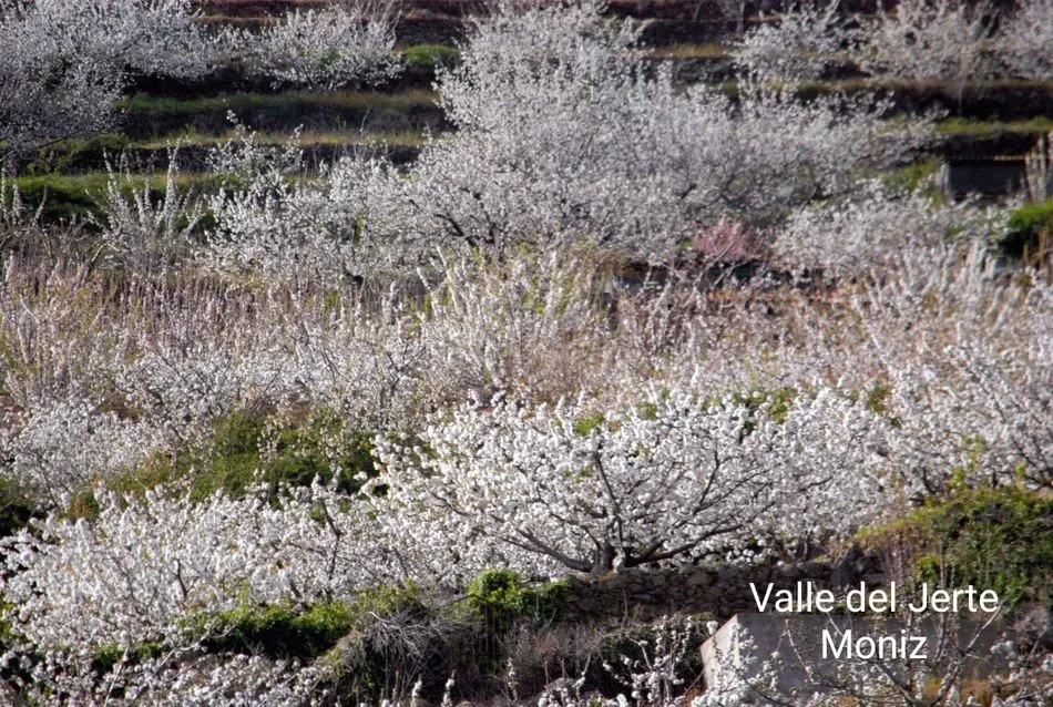 Foto 7 - La floraci&oacute;n del cerezo en el Valle del Jerte llega puntual a su cita de cada primavera