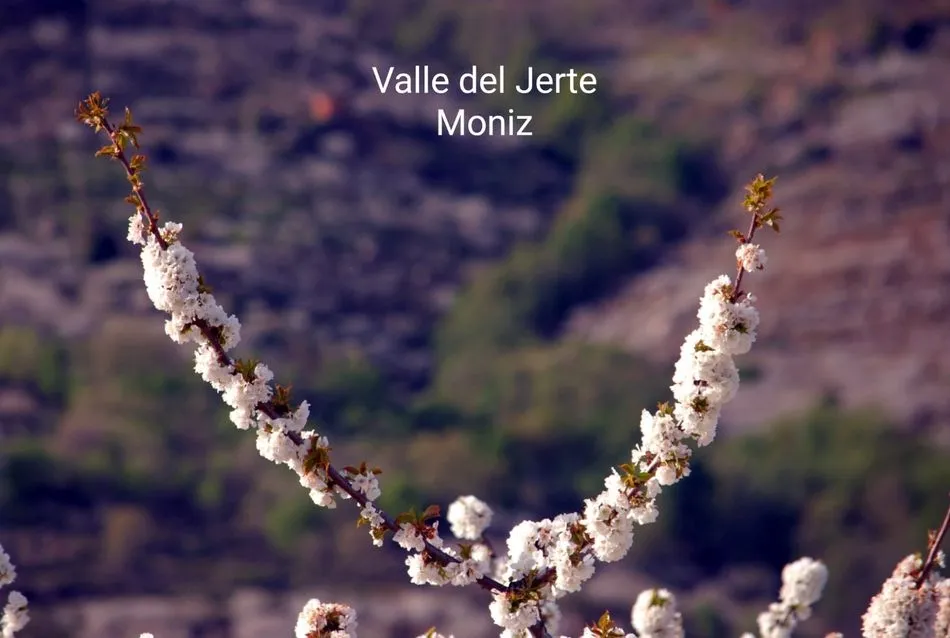 Foto 6 - La floraci&oacute;n del cerezo en el Valle del Jerte llega puntual a su cita de cada primavera