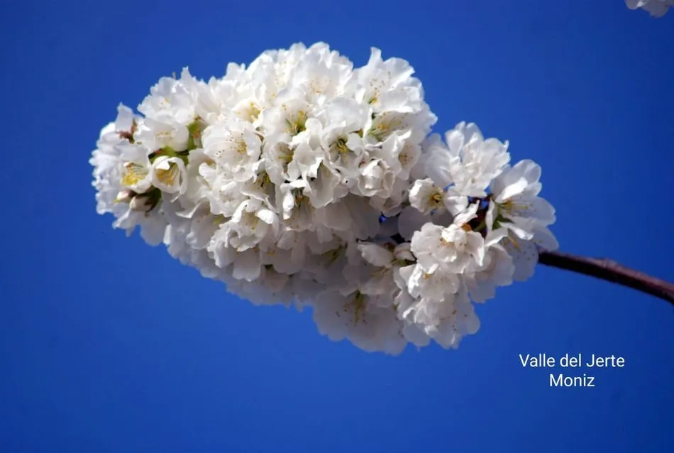 Foto 5 - La floraci&oacute;n del cerezo en el Valle del Jerte llega puntual a su cita de cada primavera