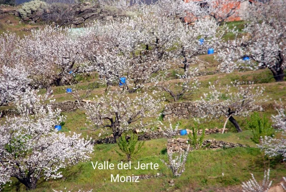 Foto 4 - La floraci&oacute;n del cerezo en el Valle del Jerte llega puntual a su cita de cada primavera