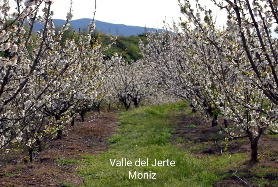 Foto 3 - La floraci&oacute;n del cerezo en el Valle del Jerte llega puntual a su cita de cada primavera