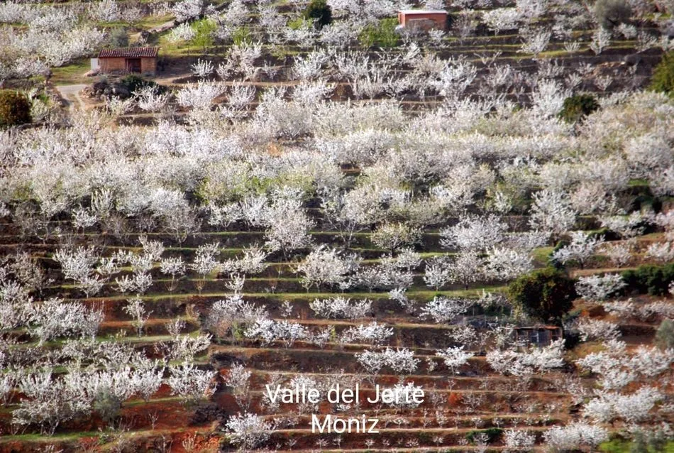 Foto 2 - La floraci&oacute;n del cerezo en el Valle del Jerte llega puntual a su cita de cada primavera