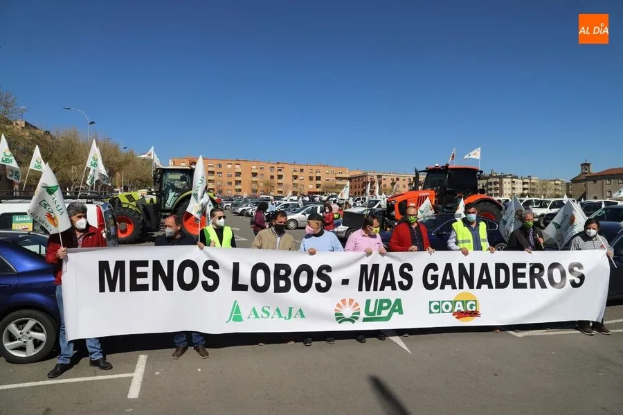 Foto 11 - Multitudinaria caravana de ganaderos salmantinos para protestar por la nueva protecci&oacute;n del lobo