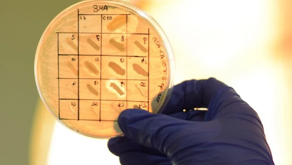 Proyecto MicroMundo USAL