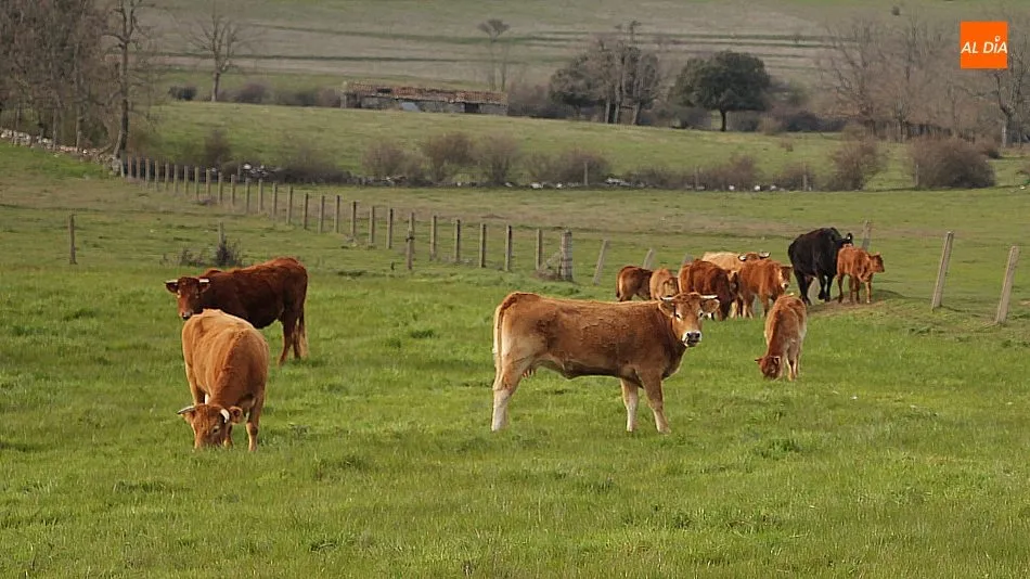 En los animales para vida se mantenía el precio de los machos y subían las hembras / CORRAL
