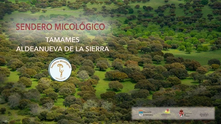 Foto 2 - Tamames &ndash;Aldeanueva de la Sierra, nuevo sendero micol&oacute;gico para la provincia salmantina
