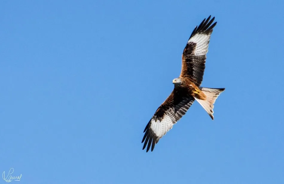 El triunfo de la libertad