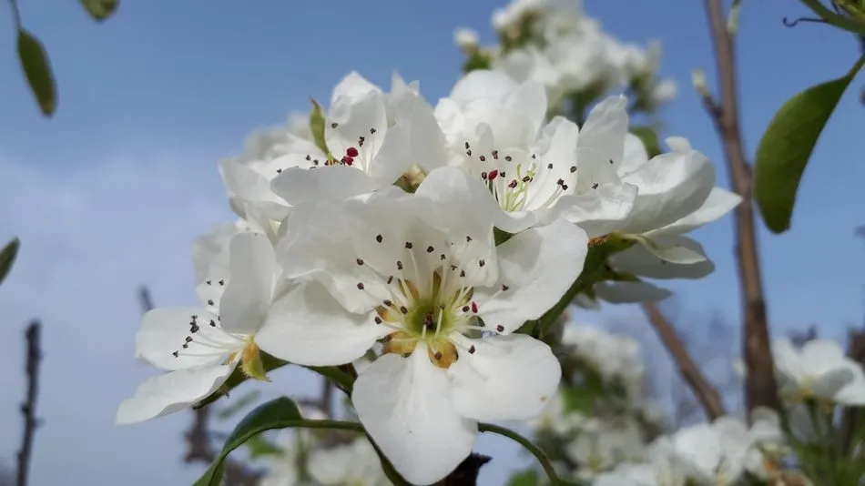Lumbrales recibe la primavera