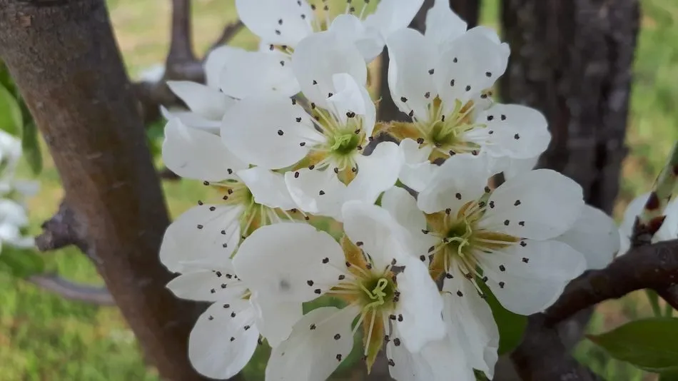 Foto 3 - Lumbrales recibe la primavera