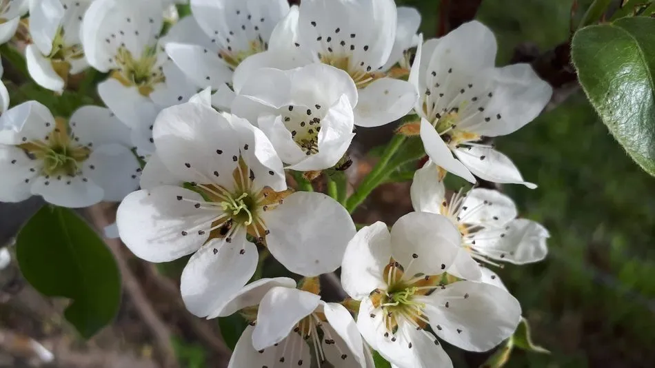 Foto 2 - Lumbrales recibe la primavera