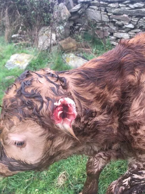 Foto 2 - Nuevo ataque de fauna silvestre al ganado en Vilvestre  