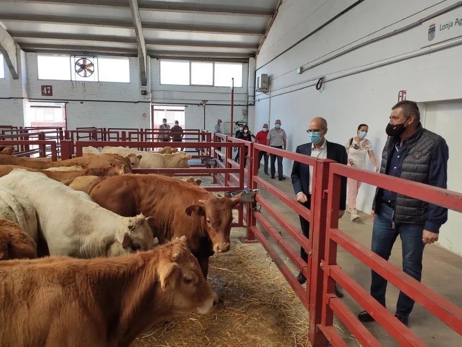 Archivo - Imagen de archivo del Mercado de Ganados de Salamanca. - EUROPA PRESS - Archivo