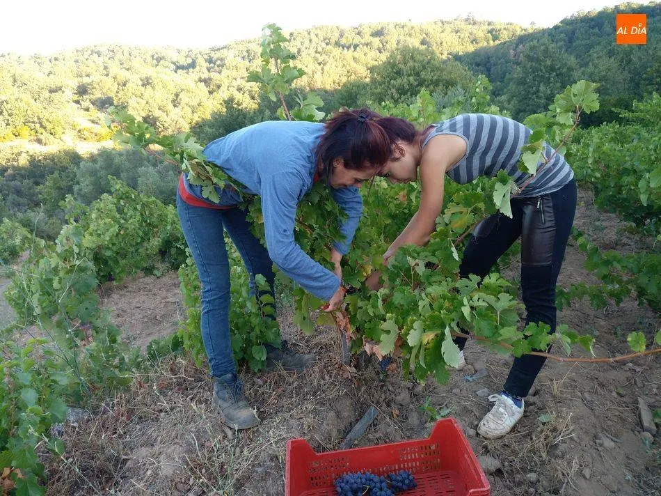 Mujeres trabajando en la vendimia en la Sierra de Francia - Archivo