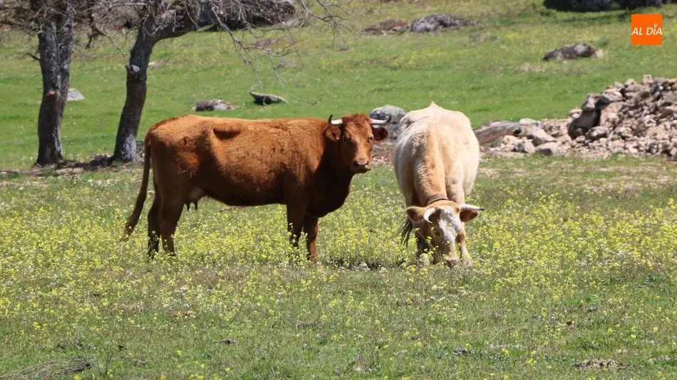La subida del precio de las hembras para vida anticipa una buena primavera / CORRAL