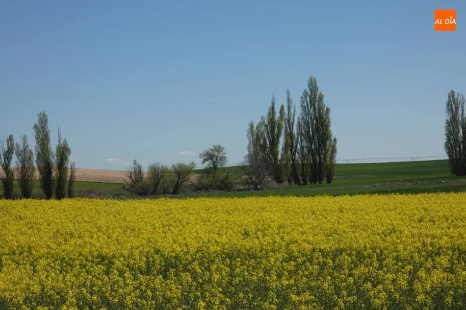 En los secanos cercanos a la capital los campos han resucitado gracias a las precipitaciones