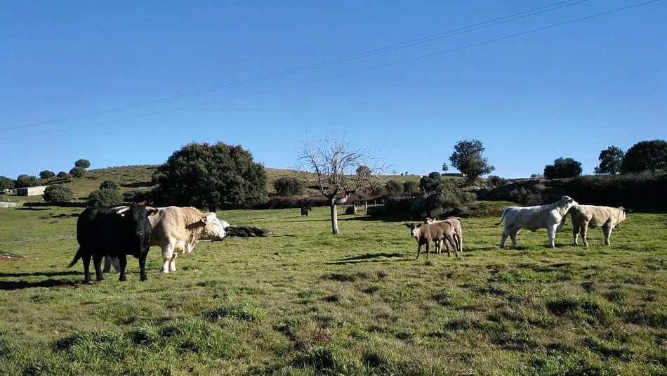 Dehesa Grande apuesta por la ganadería del vacuno de carne en extensivo