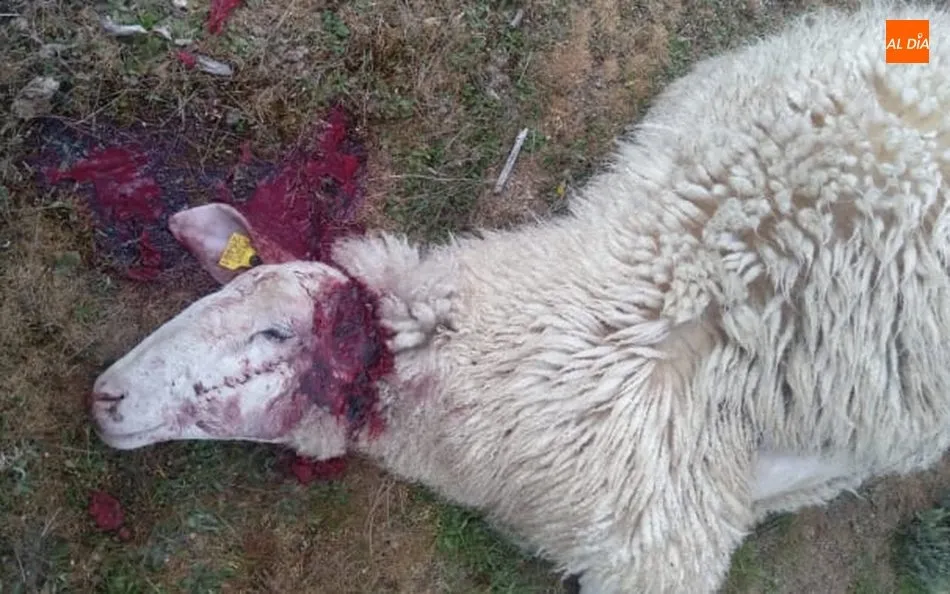 Foto 3 - Un ataque de lobo deja 14 ovejas muertas en Villaseco de los Reyes  