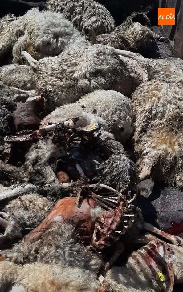 Foto 2 - Un ataque de lobo deja 14 ovejas muertas en Villaseco de los Reyes  