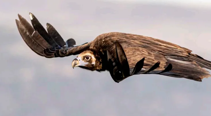 Localizadas 14 parejas de buitres negros en la zona de El Rebollar  