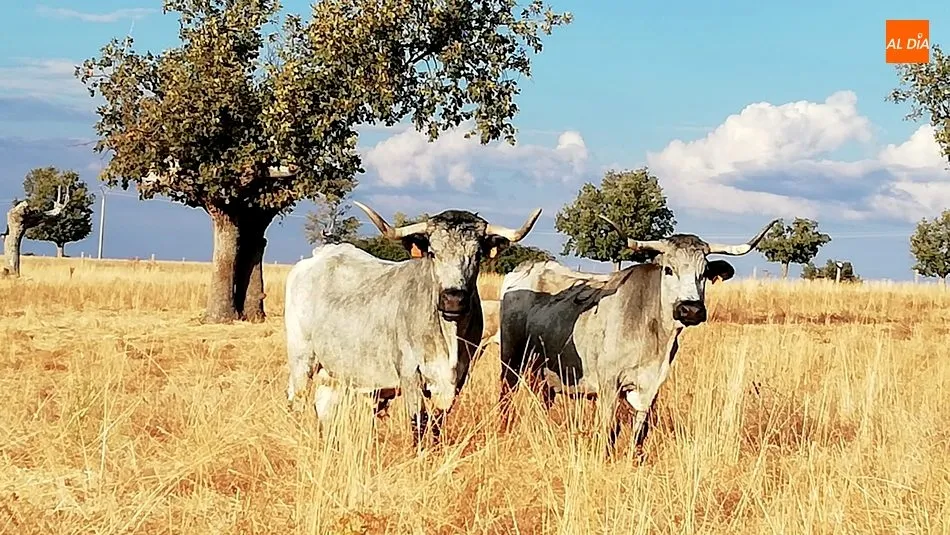 Por tercera semana consecutiva solo las hembras para vida cotizaron al alza