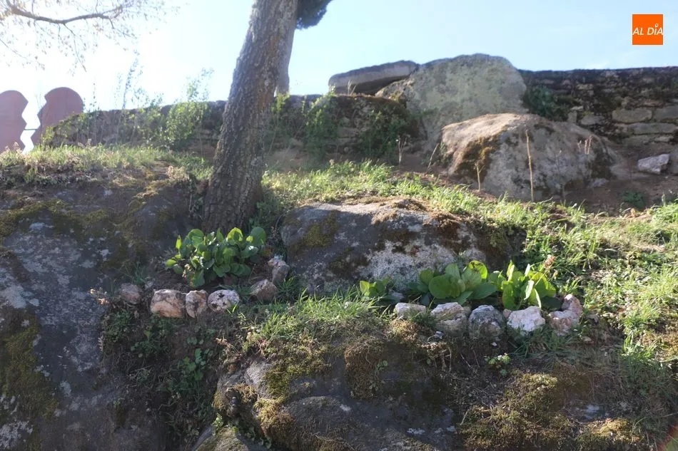 Foto 5 - Barruecopardo y la importancia de las peque&ntilde;as cosas  