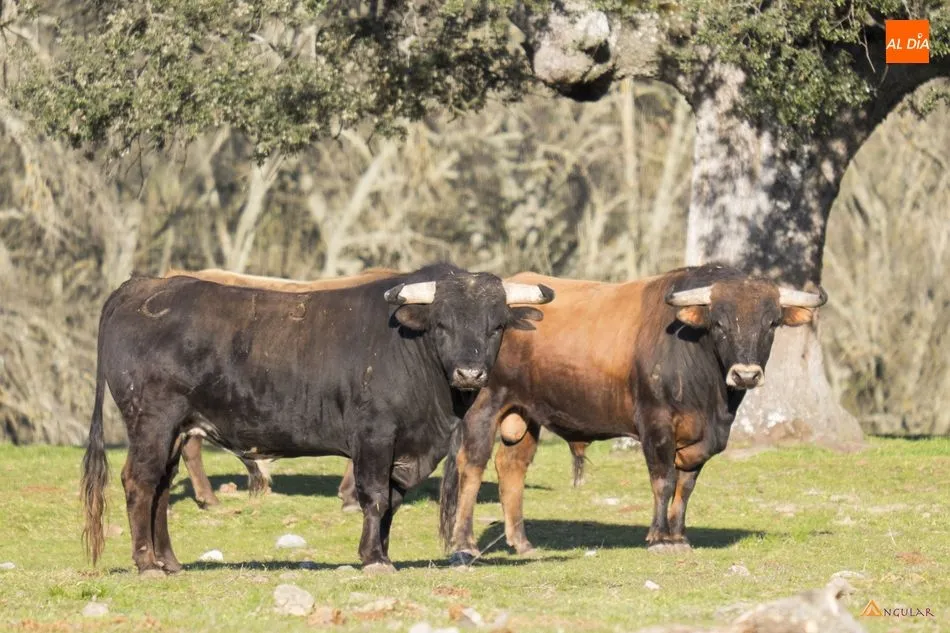 Reses de la ganadería Clairac en la finca ‘La Moral de Castro’ | Fotos: Pablo Angular