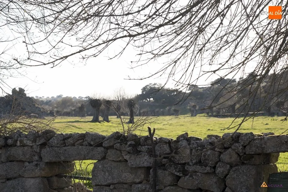 Foto 5 - Clairac, pureza en el campo bravo  