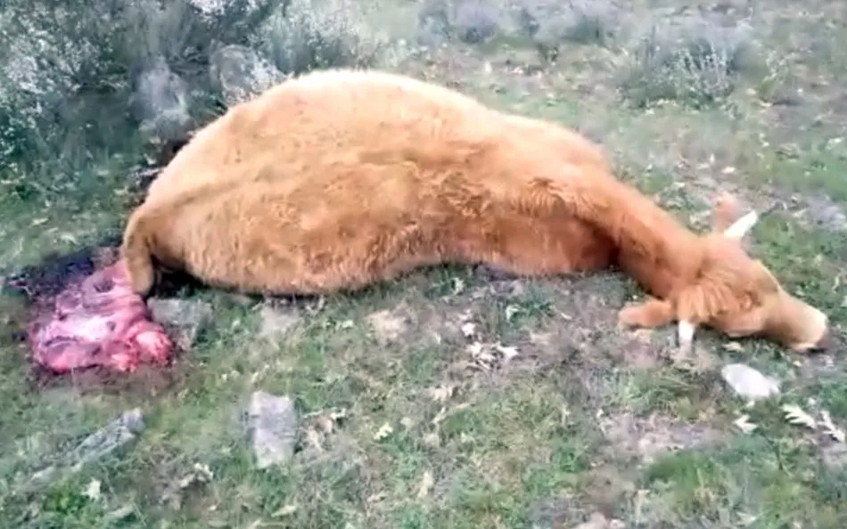 Foto 3 - UPA Salamanca denuncia un nuevo ataque de fauna salvaje en una explotaci&oacute;n ganadera en Villar de...
