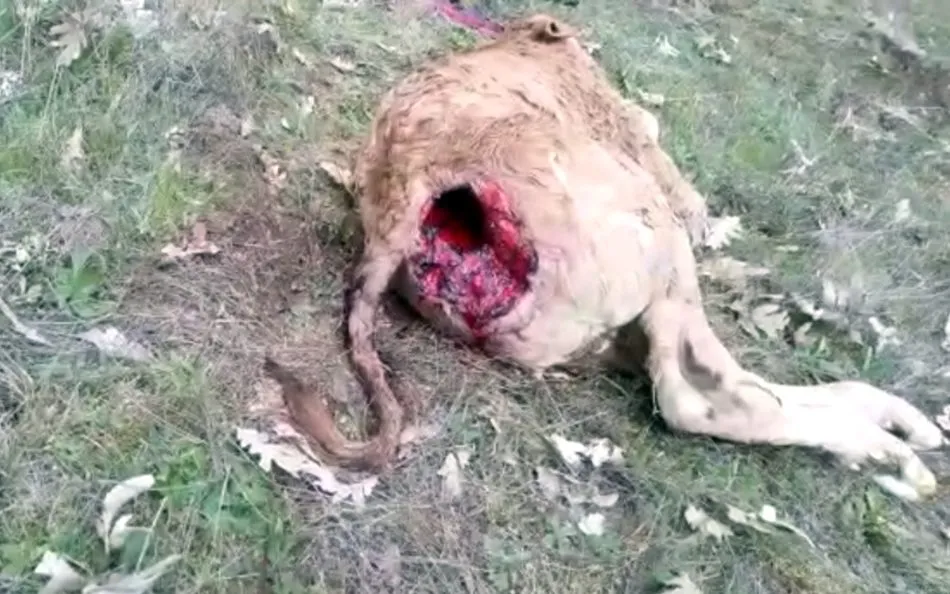 Foto 2 - UPA Salamanca denuncia un nuevo ataque de fauna salvaje en una explotaci&oacute;n ganadera en Villar de...