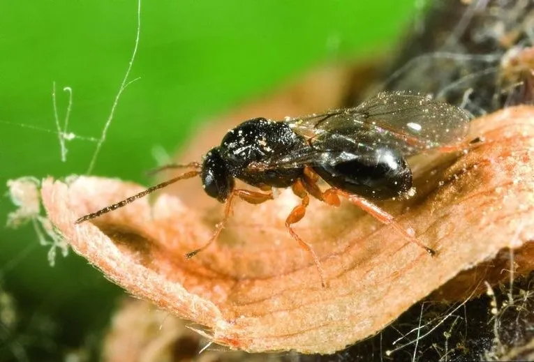 Ejemplar de Dryocosmus_kuriphilus - WM