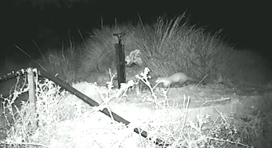 La nutria avistada en Segovia según el vídeo nocturno de Patrimonio Nacional - PN