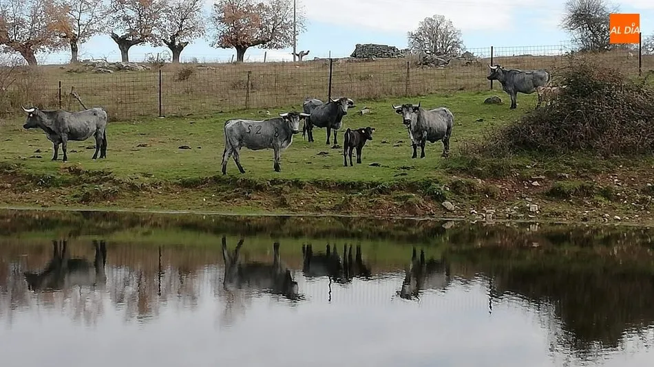 El campo denota en esta sesión del mercado de ganado y la lonja de Salamanca una buena primavera