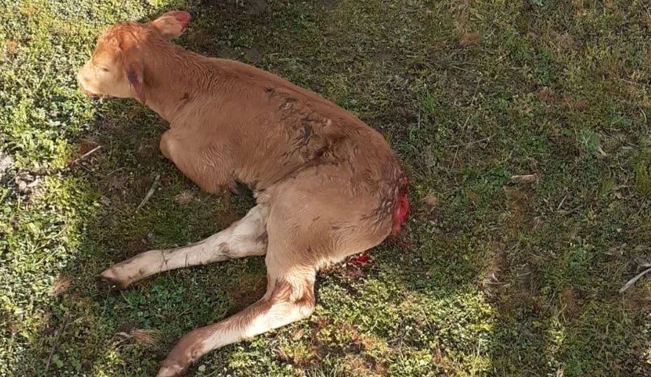 Becerra si rabo por este ataque de zorros en Galinduste